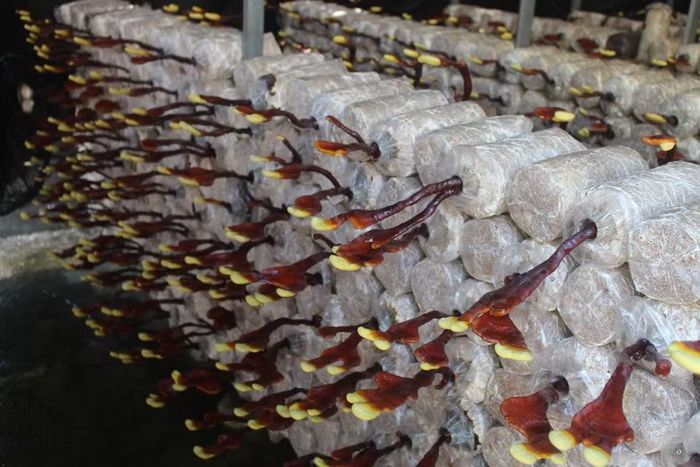 Các sản phẩm nấm tại Phú Gia được chăm sóc kỹ lưỡng, đảm bảo các tiêu chuẩn.