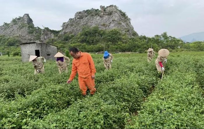 Ông Phan Trung Kiên (đứng giữa), Tổng Giám đốc Công ty Cổ phần Nông nghiệp Công nghệ cao Thăng Long. Ảnh: NVCC
