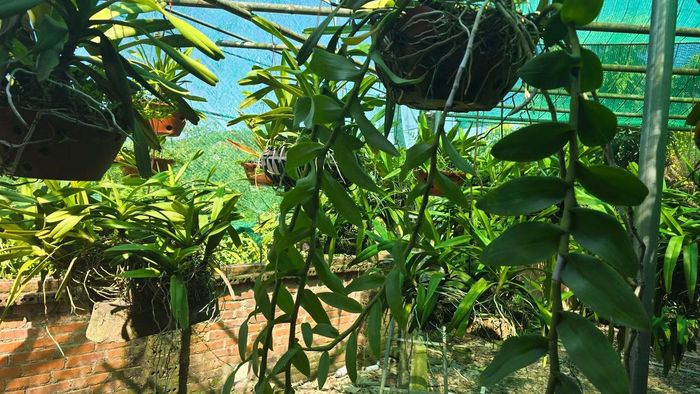 Ông Trương Văn Năm đã có khoảng 30 năm trồng hoa lan