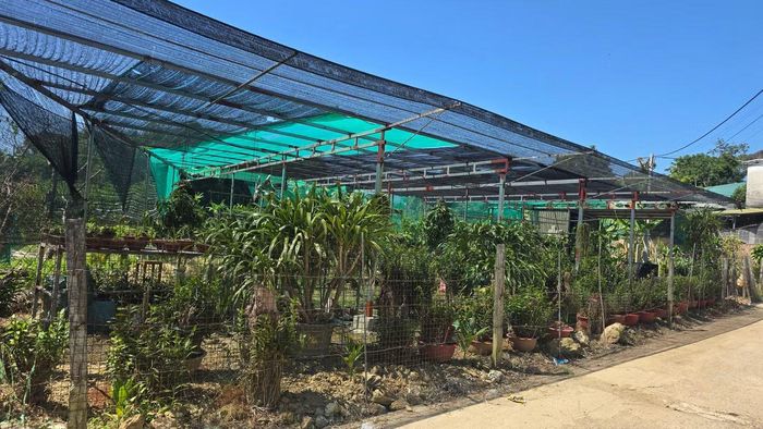 Một vườn lan ven đường tại thôn Trung Thần được người dân ươm trồng.