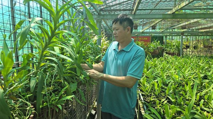Ông Trương Văn Tuấn, Trưởng thôn Trung Thần bên vườn lan của gia đình