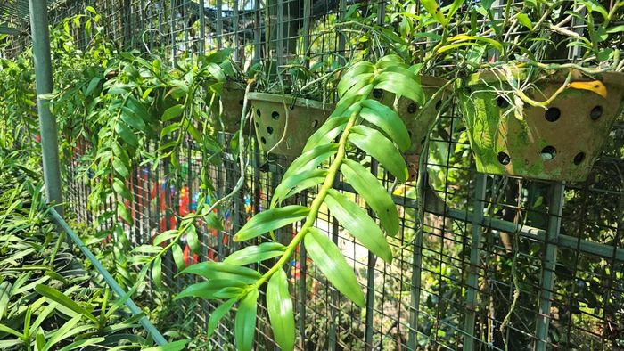 Làng nghề hoa lan Trung Thần, xã Đồng Hỷ, tỉnh Thái Nguyên