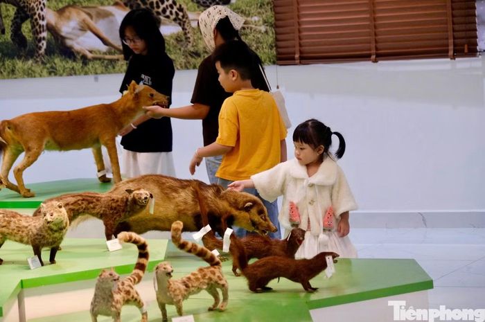 Không gian trưng bày theo 5 khu: Tây Nguyên, núi, rừng, con người và cuộc sống. Mỗi khu giúp người xem tiếp cận thiên nhiên Tây Nguyên từ cảnh quan, địa hình, hệ sinh thái đến đời sống và mối quan hệ giữa con người với tự nhiên.
