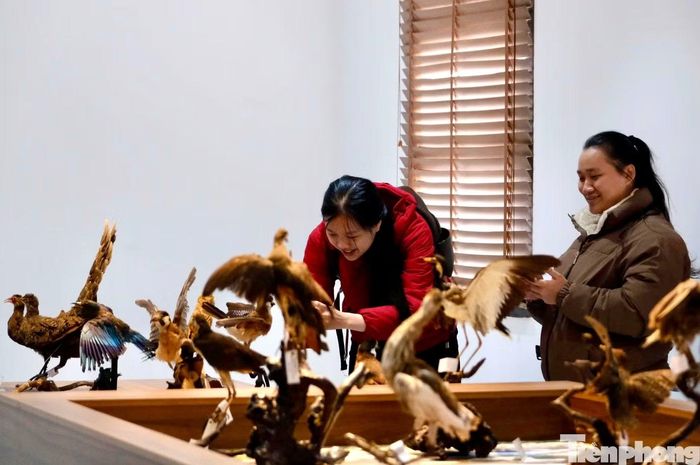Các nhóm hiện vật từ thú, chim, bò sát, lưỡng cư đến thực vật, nấm được bảo quản và phục dựng để giữ những đặc điểm hình thái của từng loài.