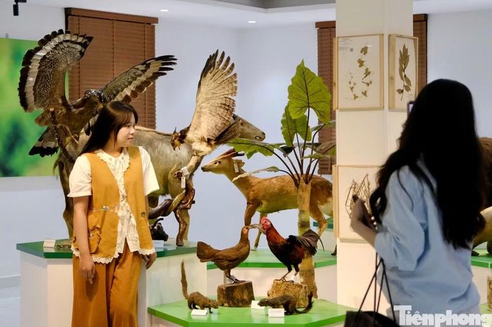 Ông Hà Thanh Tùng - Phó Giám đốc phụ trách Bảo tàng Sinh học Tây Nguyên cho biết, sau 2 tháng mở cửa trở lại, bảo tàng thu hút đông du khách, trong đó phần lớn là người trẻ. "Không chỉ giới thiệu sự phong phú của tài nguyên và đa dạng sinh học Tây Nguyên, bảo tàng hướng đến việc giúp cộng đồng hiểu giá trị của từng loài, từng hệ sinh thái", ông Tùng cho hay.