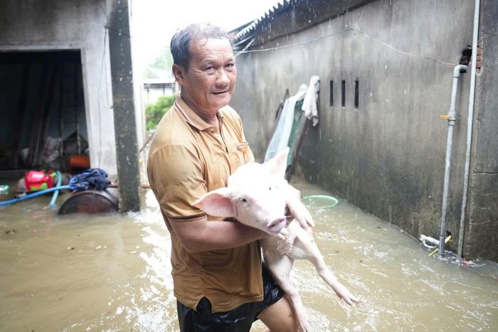 Người dân xã Vạn Tường đưa gia súc đến nơi cao ráo.