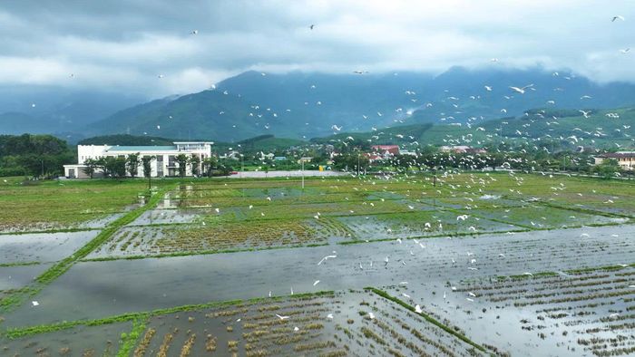 Cò trắng xuất hiện với số lượng lớn, thường tập trung thành từng đàn trên các cánh đồng.
