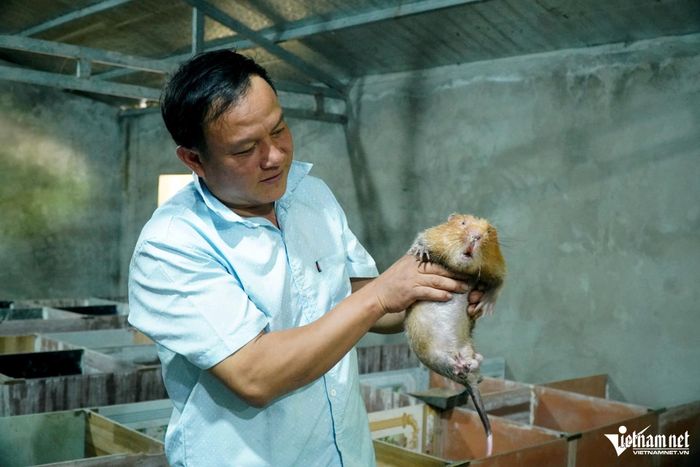 Mô hình nuôi dúi, cầy hương đang mang lại giá trị kinh tế cho gia đình ông Yêu
