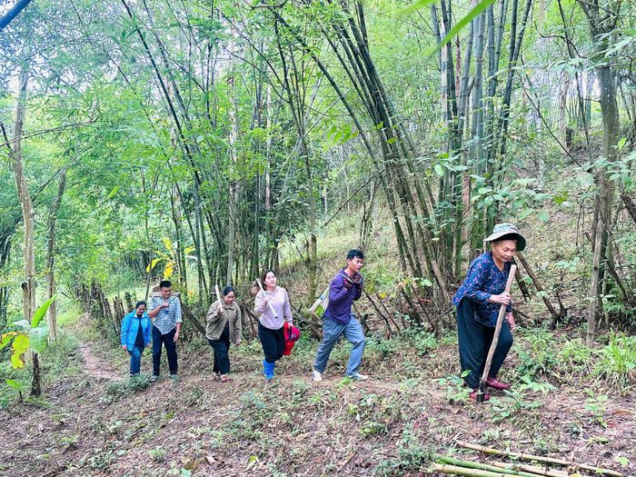 Cán bộ xã Tam Thái cùng người dân triển khai trồng tre, mét. Ảnh: CSCC
