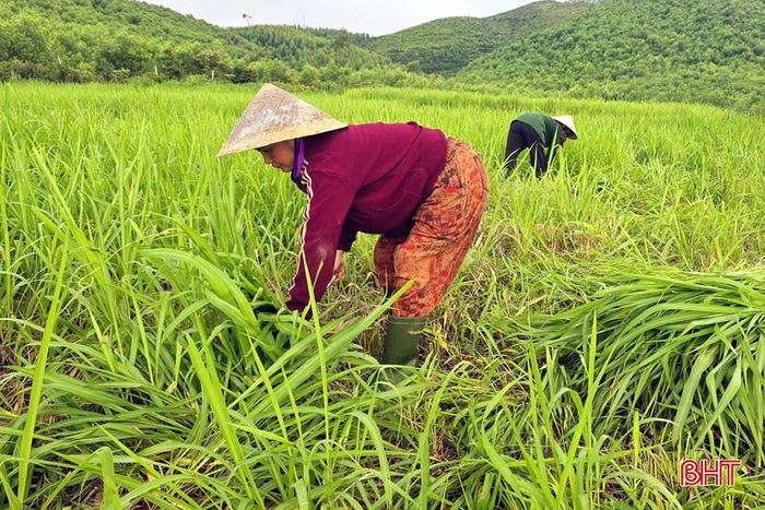 Tận dụng diện tích đất vườn rộng, các gia đình nuôi hươu ở Kỳ Xuân đều quy hoạch vùng trồng cỏ để chủ động nguồn thức ăn quanh năm.
