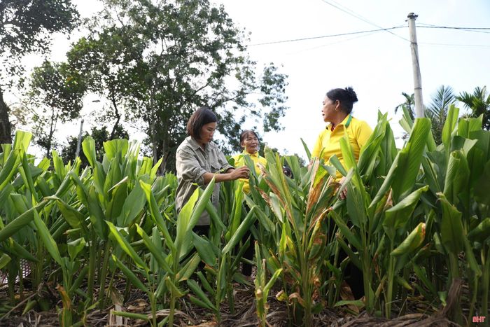  Chị Võ Thị Thu Hằng hướng dẫn người dân tạo chế phẩm vi sinh IMO4 để xử lý phụ phẩm làm phân bón hữu cơ phục vụ việc trồng nghệ, tạo nguồn nguyên liệu cho sản xuất. Ảnh: Ngân Giang 