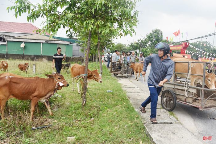 Để triển khai đợt hỗ trợ này, Ủy ban MTTQ xã Mai Phụ đã phối hợp với các phòng, ban, ngành, tổ chức chính trị - xã hội làm tốt công tác rà soát đối tượng, xây dựng hồ sơ, kiểm tra chuồng trại, khả năng chăn nuôi của từng gia đình. Xã cũng chủ động tìm kiếm nhà cung ứng giống uy tín để lựa chọn bê giống chất lượng, được tiêm phòng đầy đủ, khỏe mạnh.