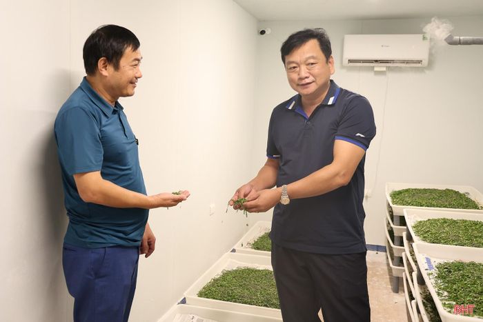 HTX Nông nghiệp Đồng Tiến áp dụng nhiều tiến bộ khoa học - kỹ thuật trong trồng dâu, nuôi tằm