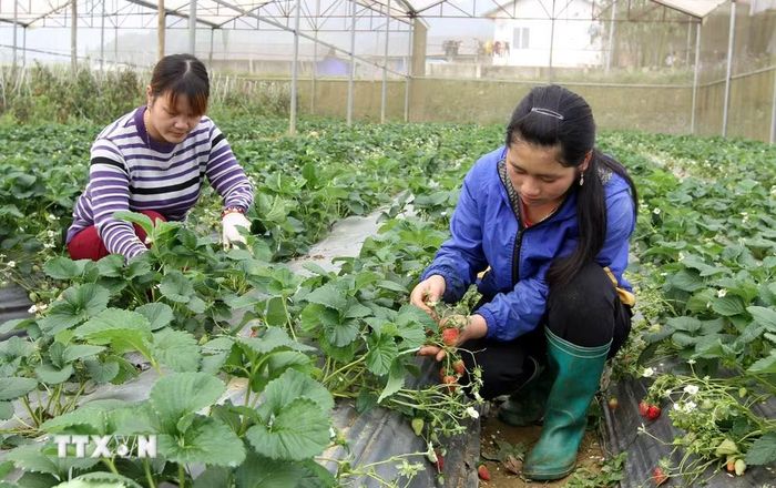 Nông dân ở Lào Cai chăm sóc vườn dâu tây Hàn Quốc trong nhà kính. (Ảnh: Quốc Khánh/TTXVN)