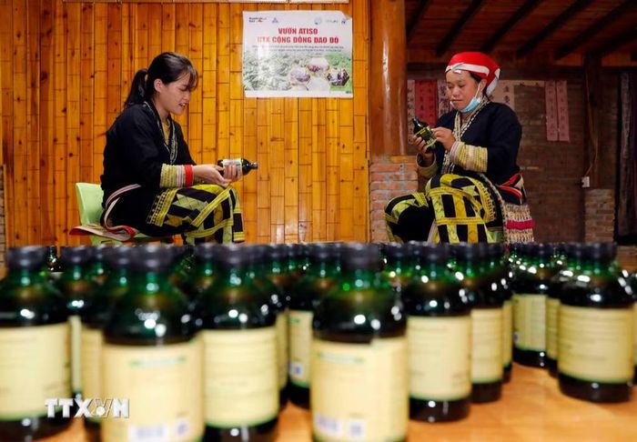 Dán nhãn mác sản phẩm thuốc tắm lá cây được khai thác từ cây dược liệu quý trong rừng tại Hợp tác xã cộng đồng Dao đỏ. (Ảnh: Trần Việt/TTXVN)