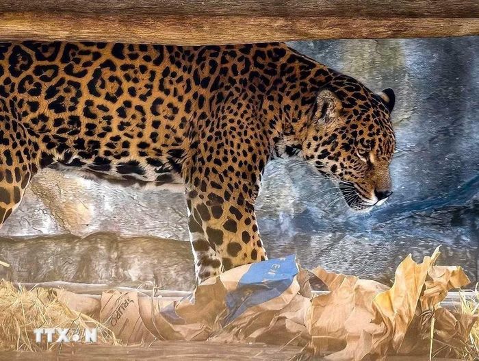 Báo đốm Mỹ (Jaguar) là loài mèo lớn nhất châu Mỹ, biểu tượng của rừng rậm Amazon, hiện đang bị đe dọa do mất môi trường sống. (Ảnh: Thanh Tùng/TTXVN)