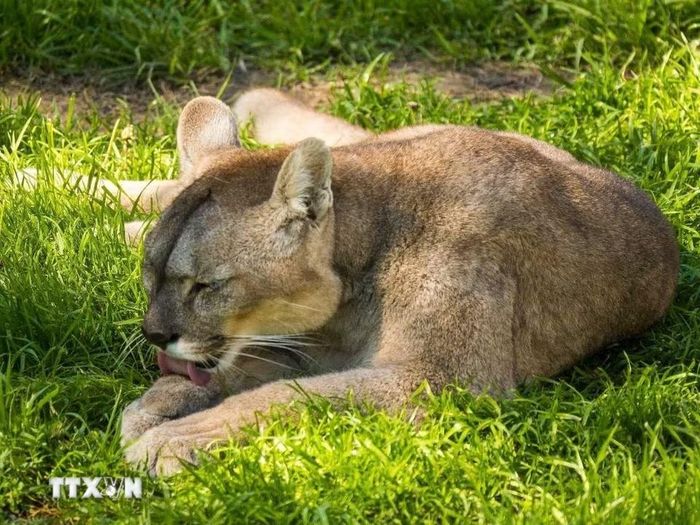 Báo sư tử (Puma) có vùng phân bố cực rộng tại Nam Mỹ, từ các khu rừng rậm cho đến vùng núi cao Andes lạnh giá. (Ảnh: Thanh Tùng/TTXVN )