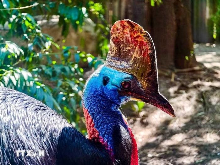 Đà điểu đầu mào (Cassowary) được nuôi dưỡng trong chương trình bảo tồn đa dạng sinh học toàn cầu của Temaikèn. (Ảnh: Thanh Tùng/TTXVN)