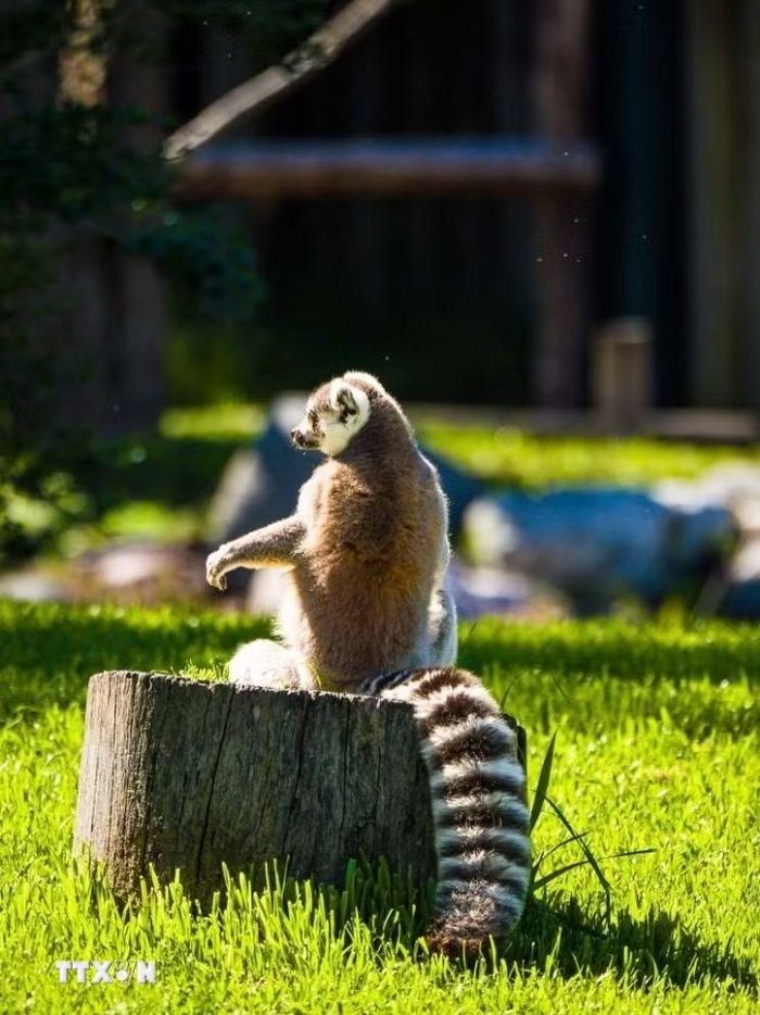 Vượn cáo đuôi khoan, loài linh trưởng bản địa của Madagascar, được bảo tồn tại Temaikèn trong môi trường mô phỏng tự nhiên. (Ảnh: Thanh Tùng /TTXVN)