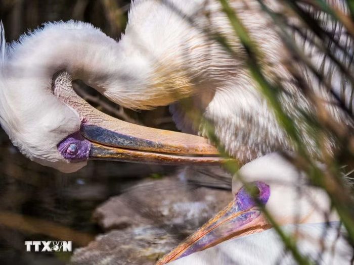 Temaikèn sở hữu khu vực aviario (vườn chim) lớn nhất Nam Mỹ, bảo tồn hàng trăm loài thủy cầm. (Ảnh: Thanh Tùng/TTXVN)