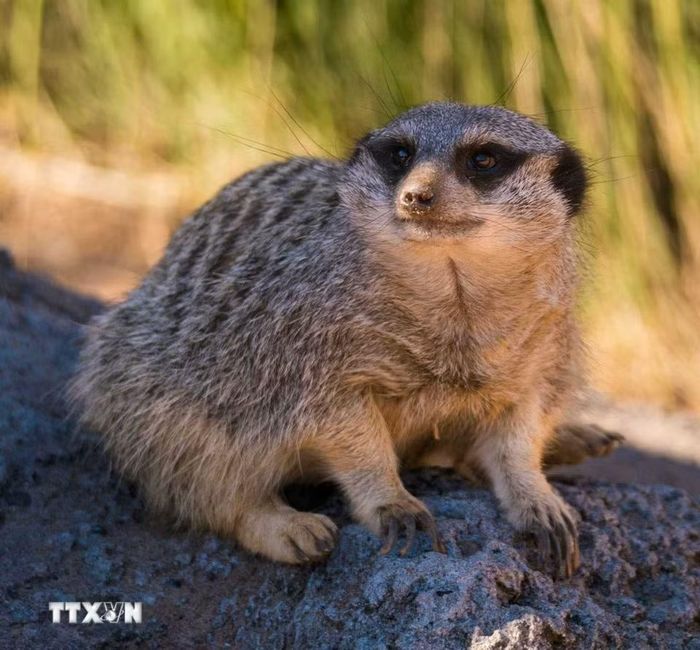 Chồn meerkat chăm chú quan sát xung quanh để cảnh giác mối nguy hiểm. (Ảnh: Thanh Tùng/TTXVN)