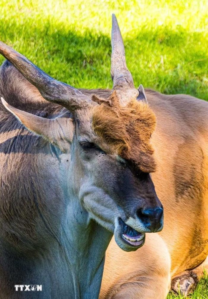 Linh dương Eland, loài linh dương lớn thuộc chương trình giới thiệu và bảo tồn động vật hoang dã từ các vùng thảo nguyên tại Temaikèn. (Ảnh: Thanh Tùng /TTXVN)