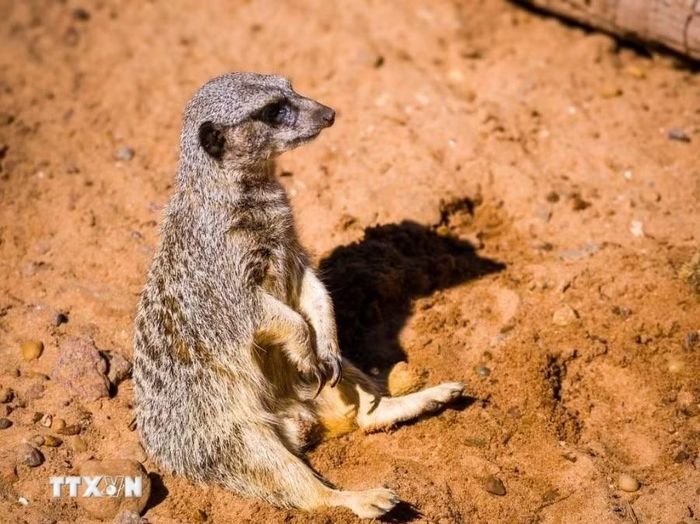 Chồn meerkat (suricata) có nguồn gốc từ châu Phi, loài động vật có tập tính xã hội cao này là một trong những điểm thu hút khách nhất tại khu sinh thái Temaikèn. (Ảnh: Thanh Tùng/TTXVN )