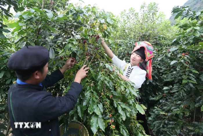 Nông dân tỉnh Sơn La thu hoạch quả càphê. (Ảnh: Quang Quyết/TTXVN)