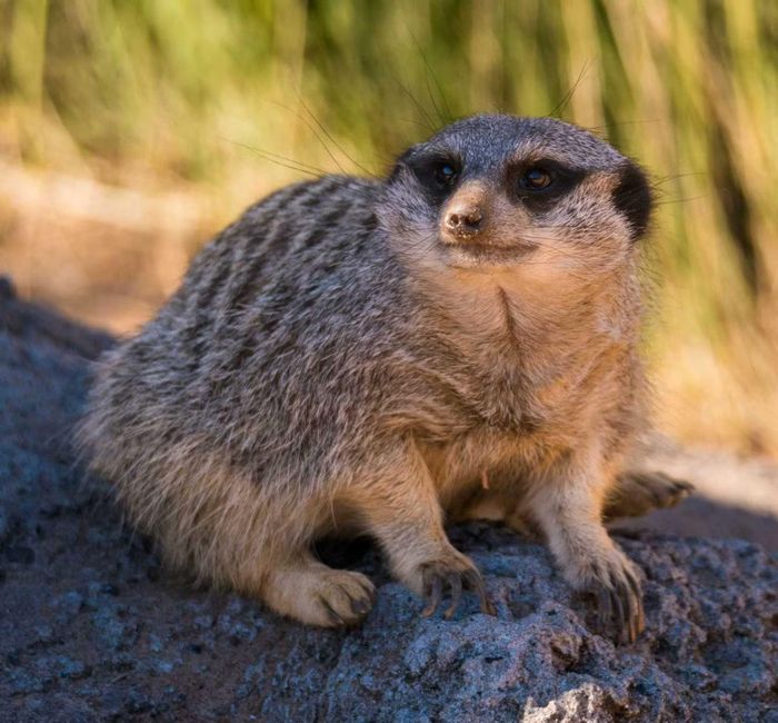 Chồn meerkat chăm chú quan sát xung quanh để cảnh giác mối nguy hiểm – hành vi tự nhiên được giữ nguyên vẹn trong môi trường bán hoang dã.