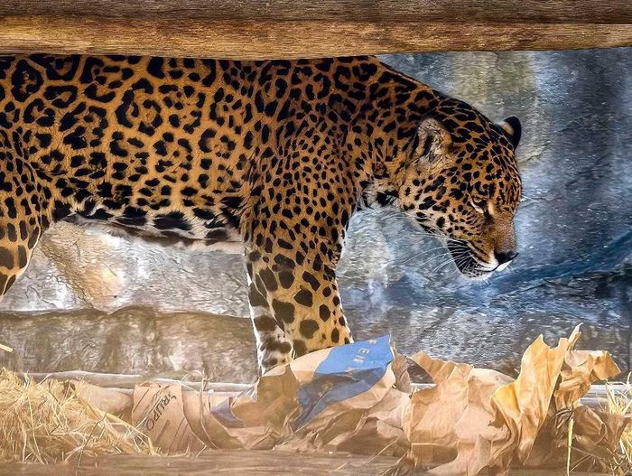 Báo đốm Mỹ (Jaguar) – Loài mèo lớn nhất châu Mỹ và là biểu tượng của rừng rậm Amazon, hiện đang bị đe dọa do mất môi trường sống.
