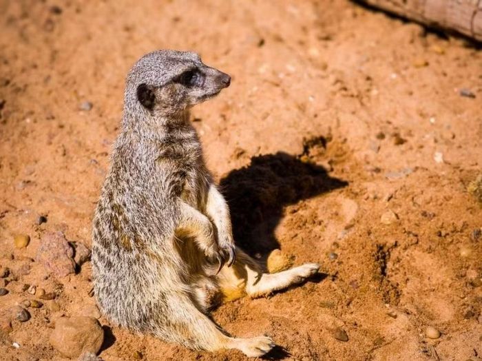 Chồn meerkat (suricata) – Tuy có nguồn gốc từ châu Phi, loài động vật có tập tính xã hội cao này là một trong những điểm thu hút khách nhất tại khu sinh thái Temaikèn.