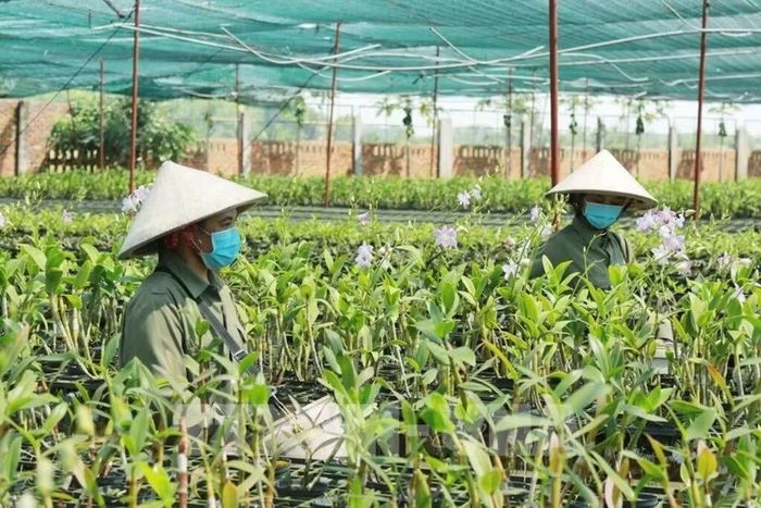 Nhân viên chăm sóc hoa tại vườn lan Ngọc Đan Vy, TP Hồ Chí Minh. Ảnh: Xuân Anh/TTXVN