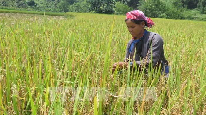 Gạo hạt tròn Bản Liền được trồng hữu cơ, là giống lúa nhiều triển vọng với hạt gạo dẻo, thơm, được khách du lịch và người dân địa phương ưa chuộng, tìm mua nên giá bán cao, ổn định. Ảnh: Hương Thu - TTXVN