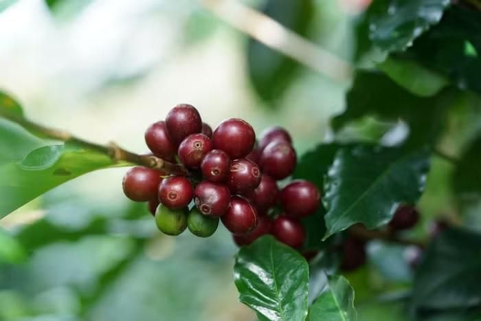 Giá cà phê hôm nay tại các tỉnh Tây Nguyên hiện dao động từ 93.600 - 94.400 đồng/kg