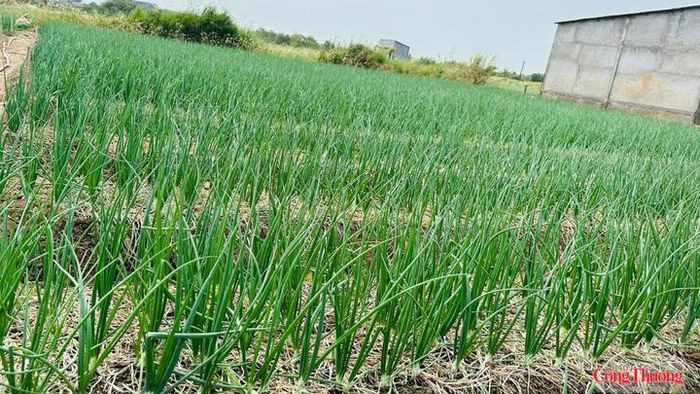 Hành tím Vĩnh Châu có màu sắc đẹp, củ mượt, giòn, vị cay nồng đặc trưng và có thể bảo quản dài ngày không cần chất bảo quản; sau 2,5-3 tháng xuống giống là cho thu hoạch.