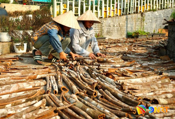 Quế là cây trồng mang lại giá trị kinh tế lớn cho người dân vùng Trà My. Ảnh: HỒ QUÂN
