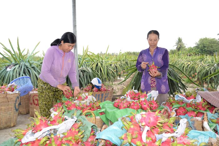 Giá thanh long đang ở mức cao.
