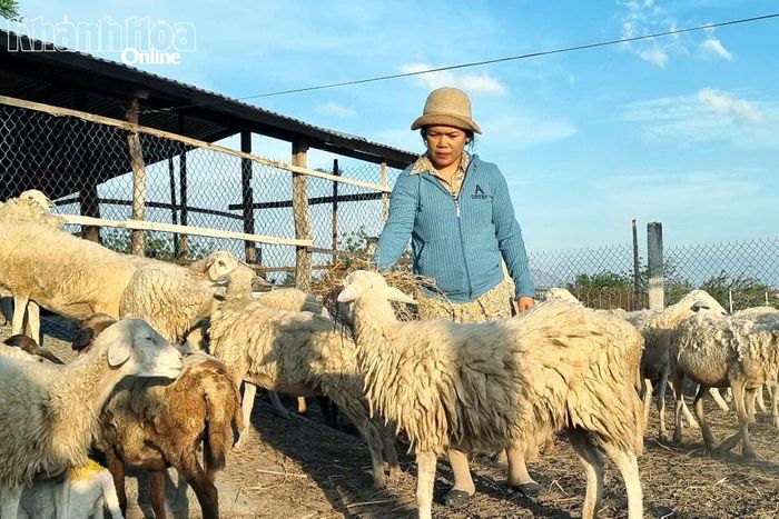 Chăn nuôi cừu quy mô hộ gia đình phổ biến tại nhiều địa phương phía nam tỉnh.