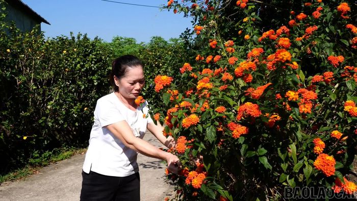 Gia đình chị Phan Thị Thà ở thôn Minh Tiến là một trong những mô hình “Nhà sạch, vườn đẹp” tiêu biểu của thôn. Để tạo không gian xanh, thoáng đãng, chị Thà trồng nhiều loại cây cảnh và hoa hồng, mẫu đơn… quanh sân nhà.