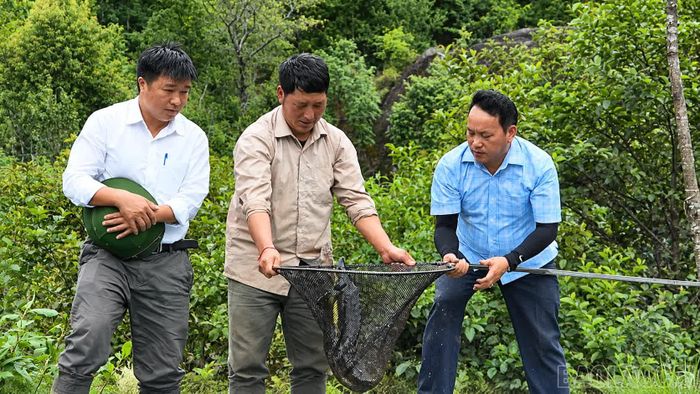  Dù gặp muôn vàn khó khăn song những lứa cá đầu tiên đã được xuất bán, giúp ông Giàng thu về gần 100 triệu đồng. 