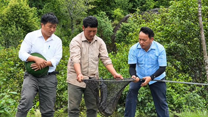  Dù gặp muôn vàn khó khăn song những lứa cá đầu tiên đã được xuất bán, giúp ông Giàng thu về gần 100 triệu đồng. 