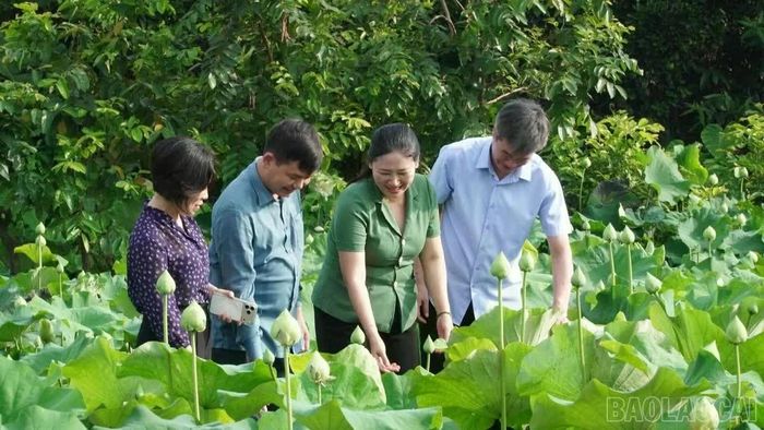 Lãnh đạo Ban Tuyên giáo Tỉnh ủy và lãnh đạo xã Việt Hồng tham quan mô hình trồng sen trên địa bàn xã.