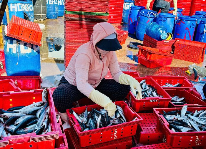 Nhiều loại cá được thương lái Lâm Đồng phân loại sau khai thác