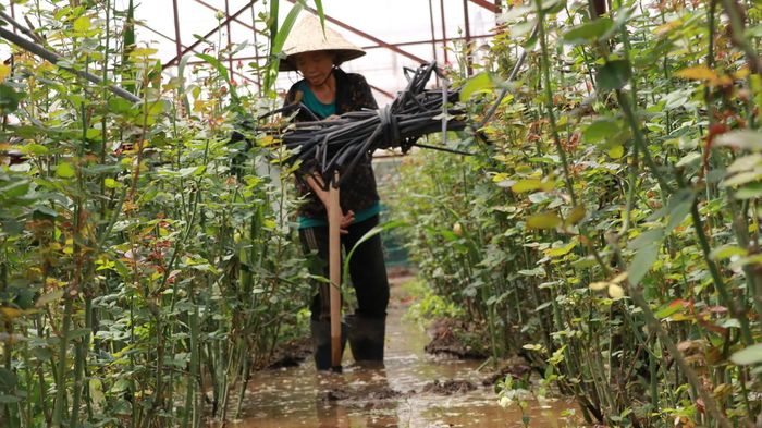Nước lũ dâng ngập vườn hoa hồng của người dân phường Lang Biang - Đà Lạt