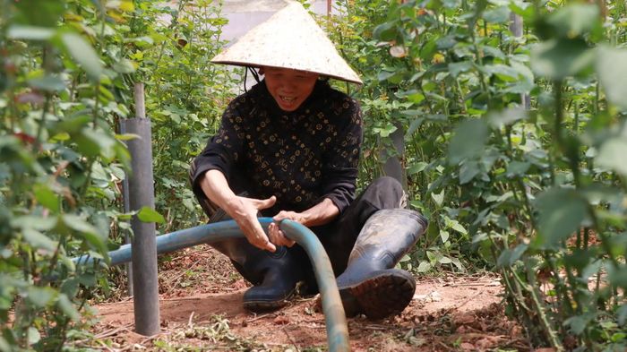 Bà Nguyễn Thị Niên ở tổ dân phố Đan Kia, phường Lang Biang - Đà Lạt bơm hút nước lũ để cứu vườn hoa hồng