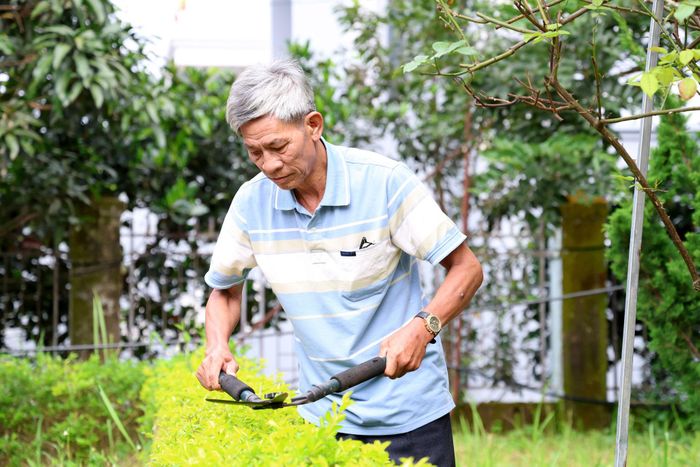 Cây xanh được cắt tỉa gọn gàng