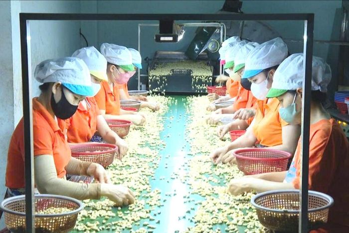 Công nhân chế biến nhân hạt điều xuất khẩu ở xã Nam Thành, Lâm Đồng