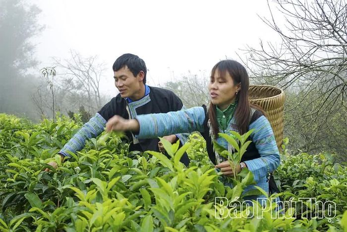 Từ việc đầu tư hạ tầng giao thông thiết yếu, người dân xã Pà Cò đã tập trung phát triển các loại cây trồng có giá trị hàng hóa cao.