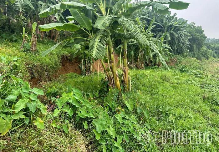 Mưa lũ kéo dài khiến phần mái vách đê và diện tích cây trồng ven sông Bứa bị sạt trượt nghiêm trọng.