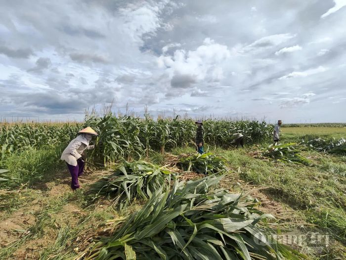 Thu hoạch cây ngô sinh khối tại xã Trường Ninh - Ảnh: Đ.H